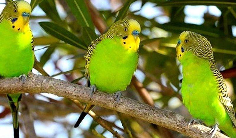 Где живут попугаи: ареал обитания популярных видов попугаев