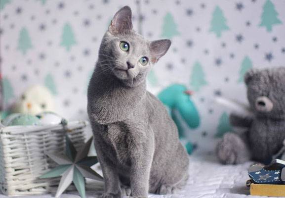 Русская голубая кошка - цена, характер породы, 33 фото - kisa.su