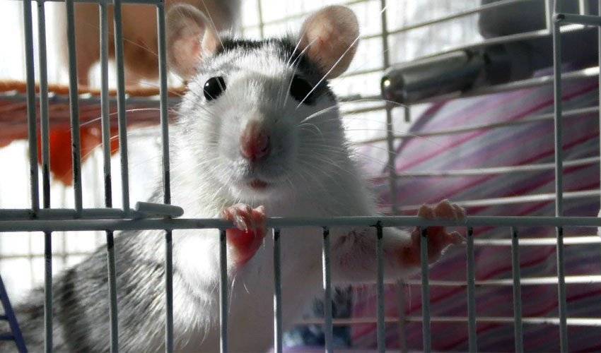 Домашняя крыса хаски: характер, питание, особенности и уход