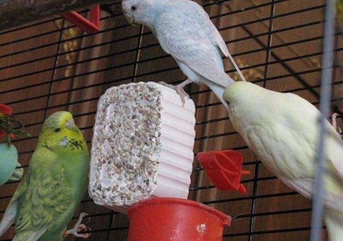 Лакомство для попугаев - что любят волнистые попугаи?