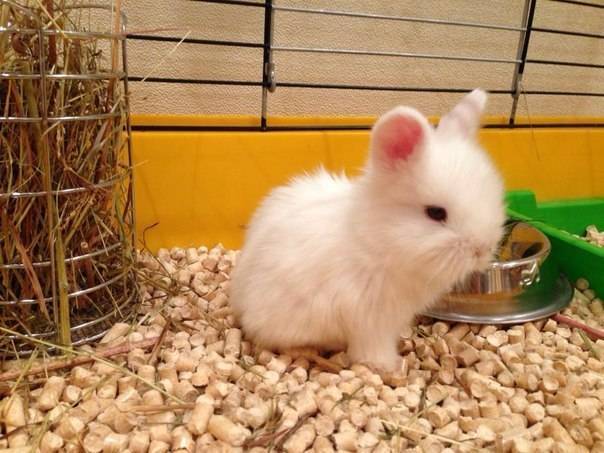 Мини кролик: как выглядят, описание и характеристика, уход и содержание в домашних условиях