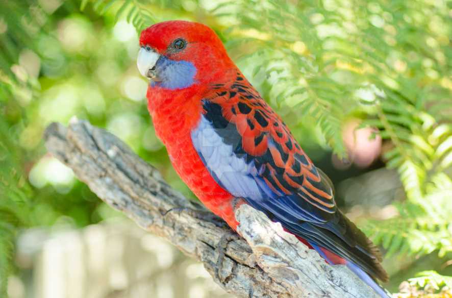 Как ухаживать за попугаем розелла