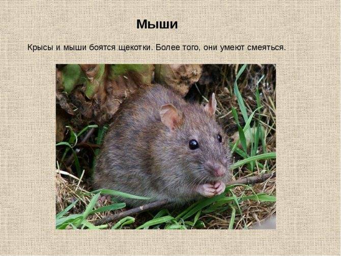 Отличие крысенка от мыши
