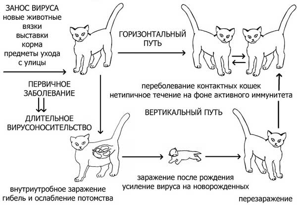 7 признаков глистов у котенка