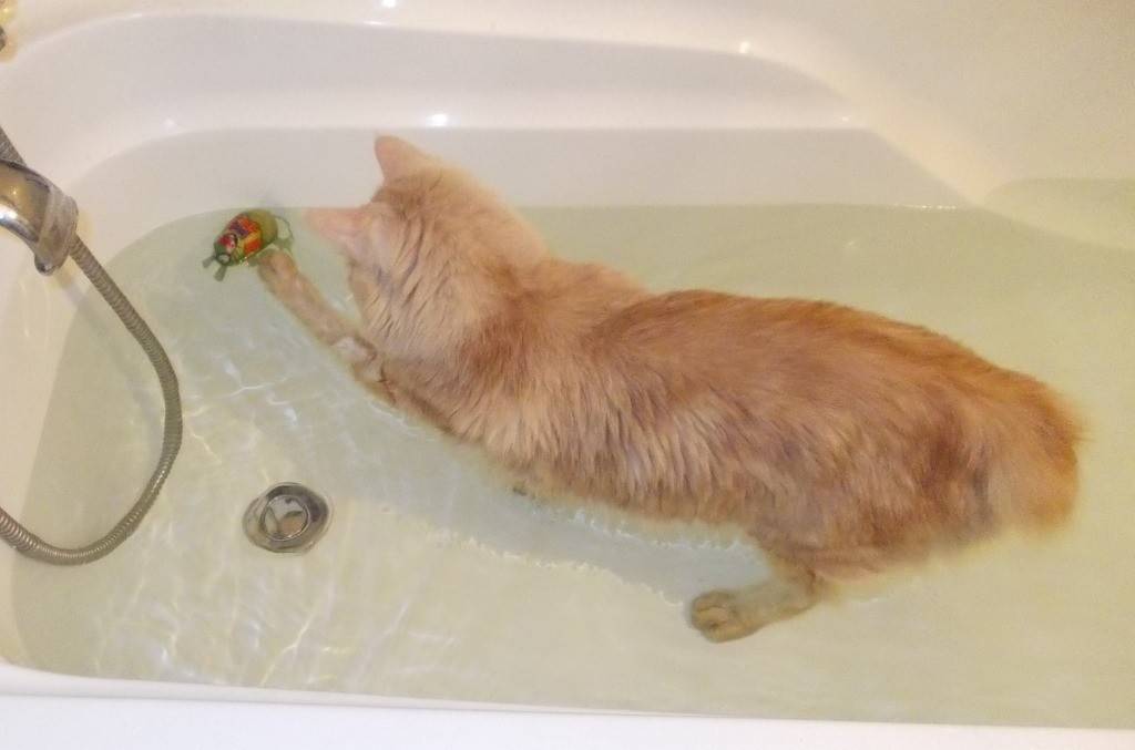 26 забавных кошек, которые просто обожают купаться
