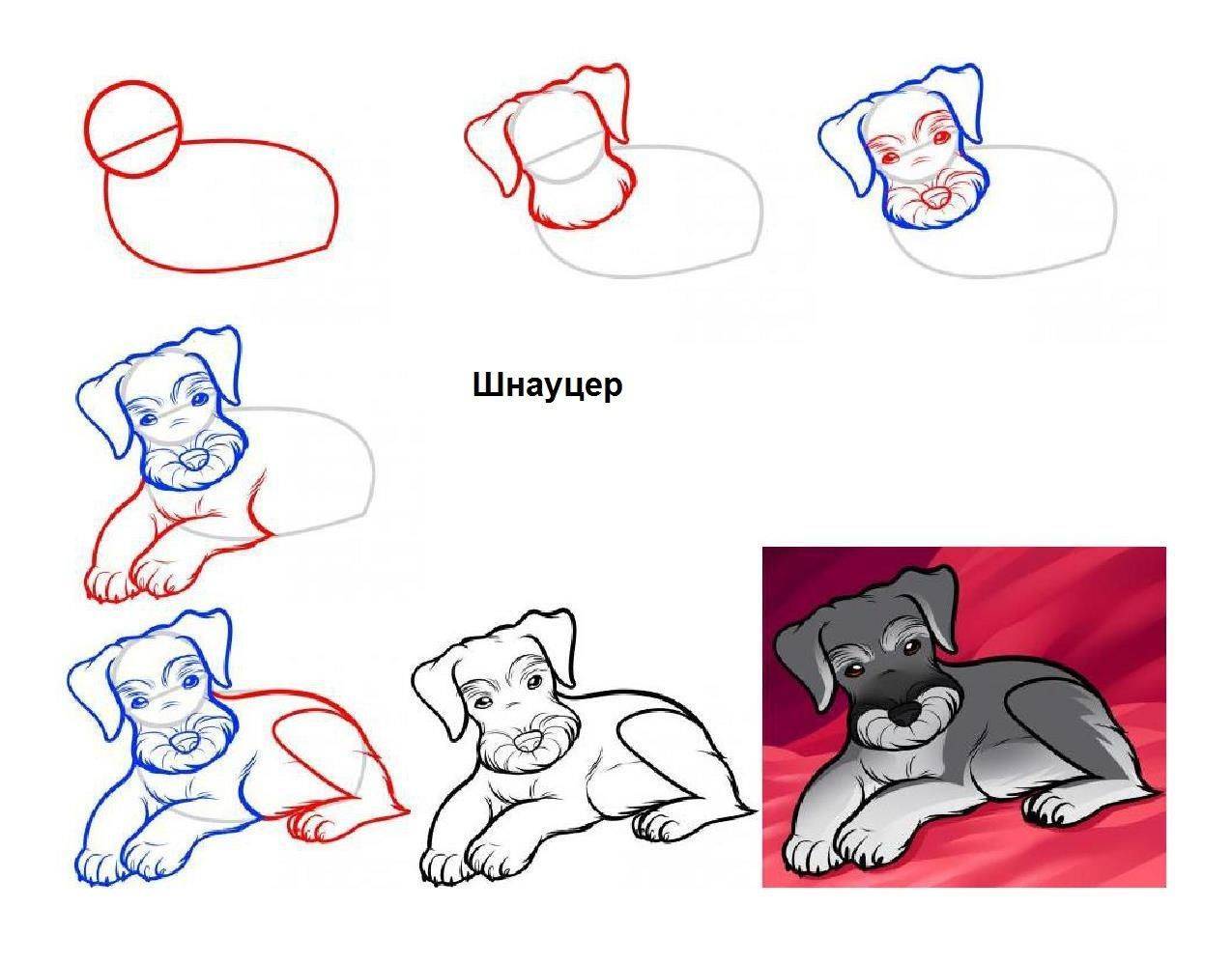Как рисовать собаку