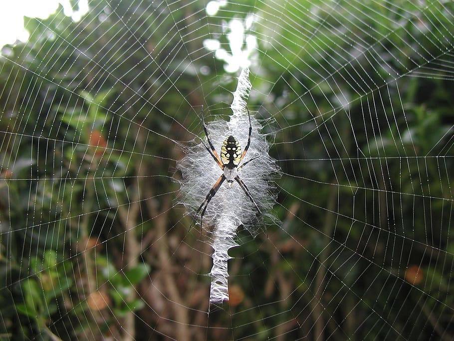 Как паук плетет паутину, откуда берется паутинный шелк?