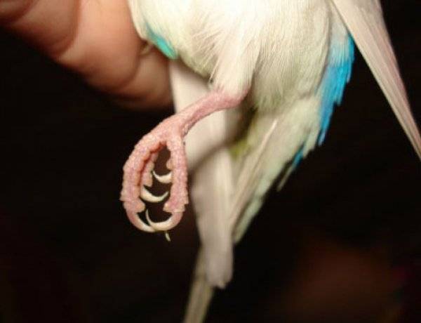 Паразиты у попугая (клещи, блохи, пухопероеды, глисты): симптомы, диагностика, обработка и лечение