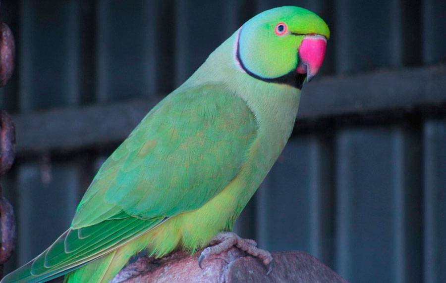 Ожереловый попугай (индийский кольчатый попугай)