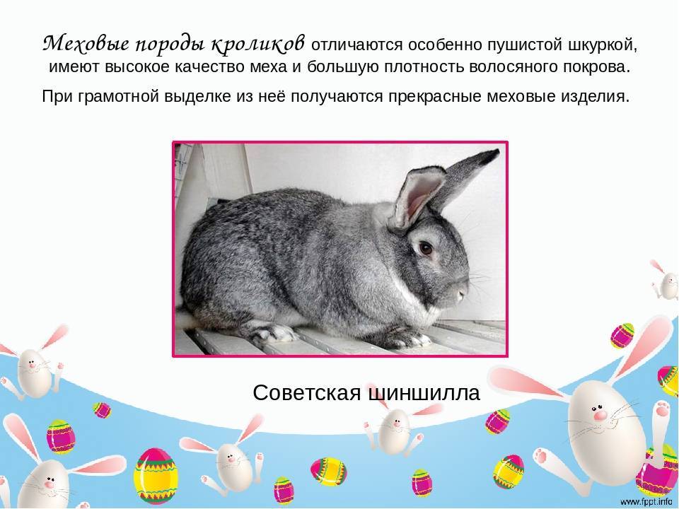 Какие породы кроликов можно скрестить. Европейская шиншилла кролики порода. Советская шиншилла кролик характеристика. Название пород кроликов. Породы кроликов с фотографиями.