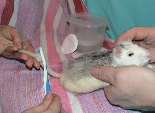 Часто задаваемые вопросы по болезням декоративных крыс