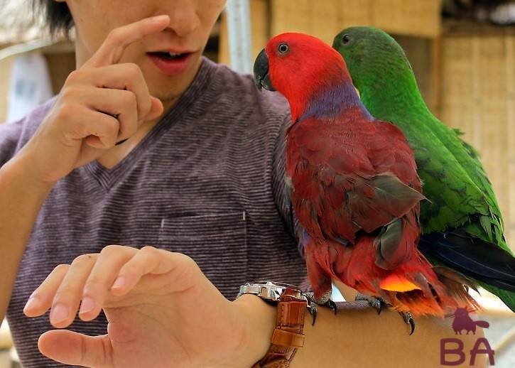 Как научить попугая говорить? | многоточка