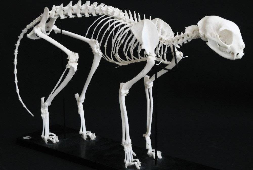 Немного анатомии: из чего состоит скелет кошки