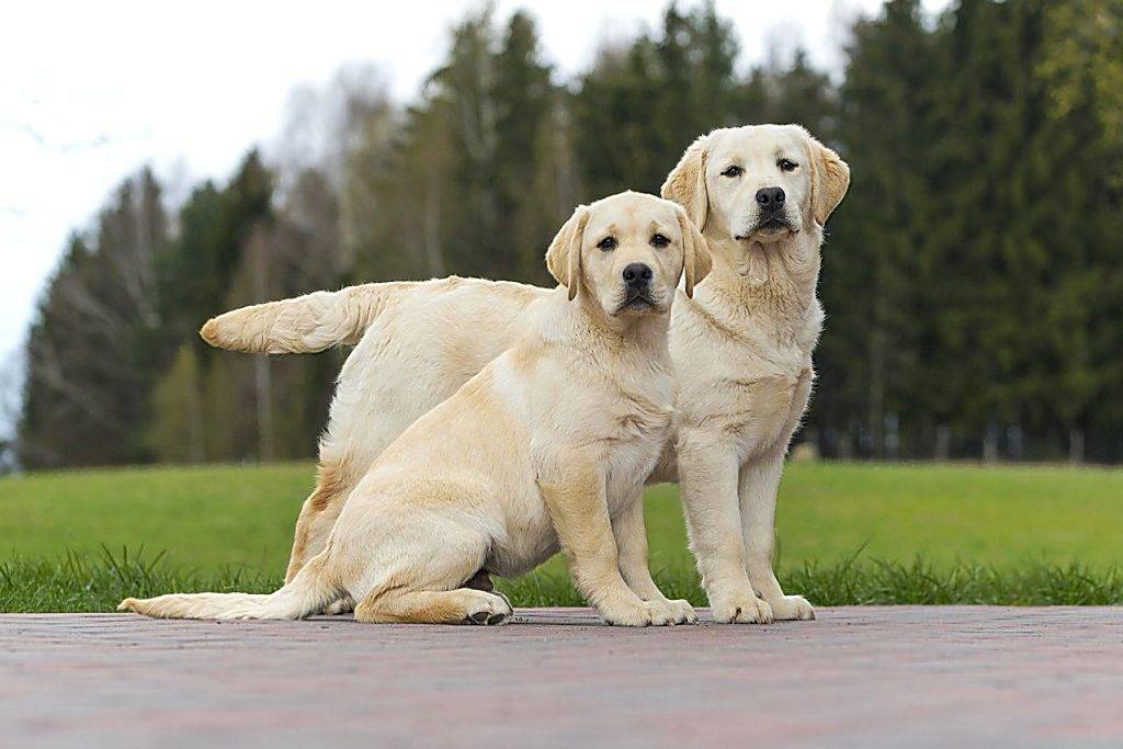 Лабрадор - 78 фото наиболее популярной собачей породы в мире