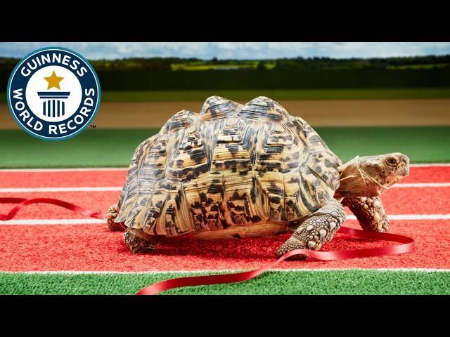 Самая большая черепаха в мире - книга рекордов гиннеса - мировые рекорды и достижения