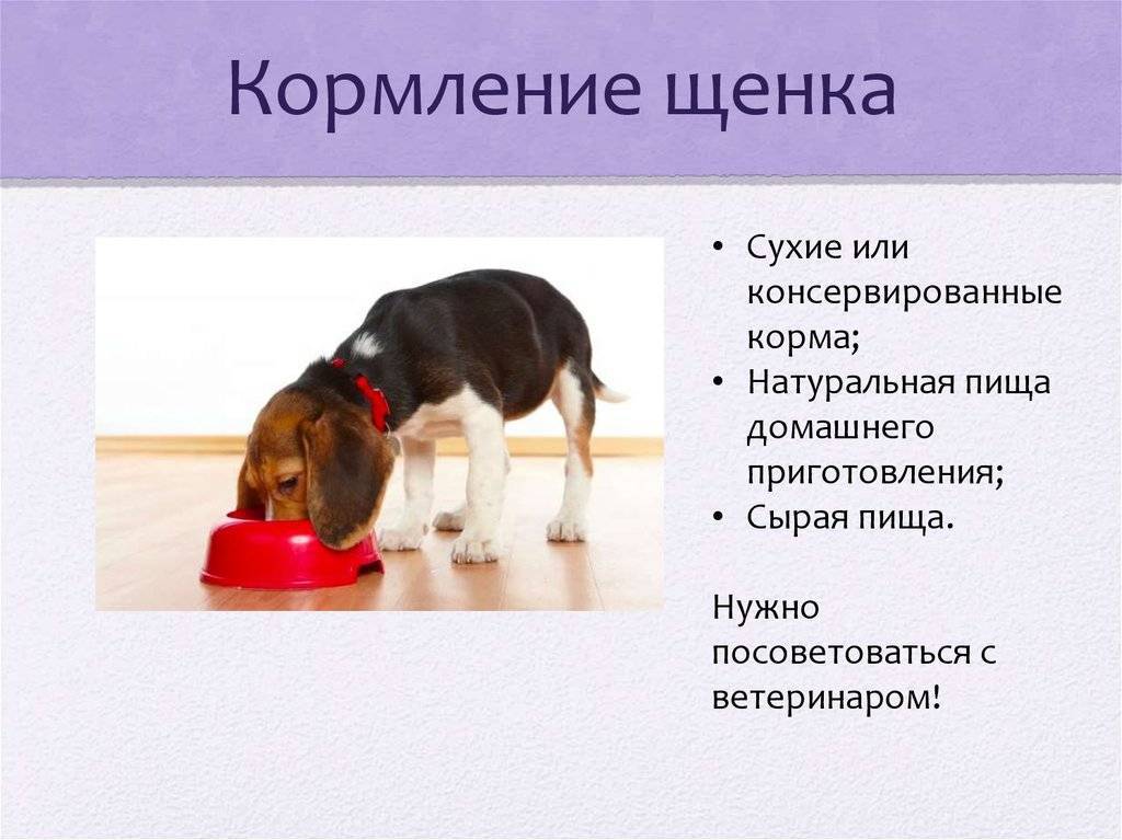Норма корма для собак