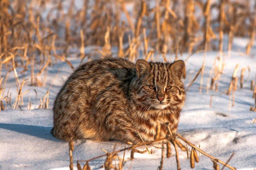 Амурский лесной кот (Дальневосточный леопардовый кот)