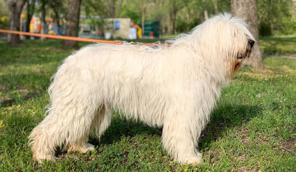 Всё о южнорусских овчарках: как выглядит собака, содержание юро, уход