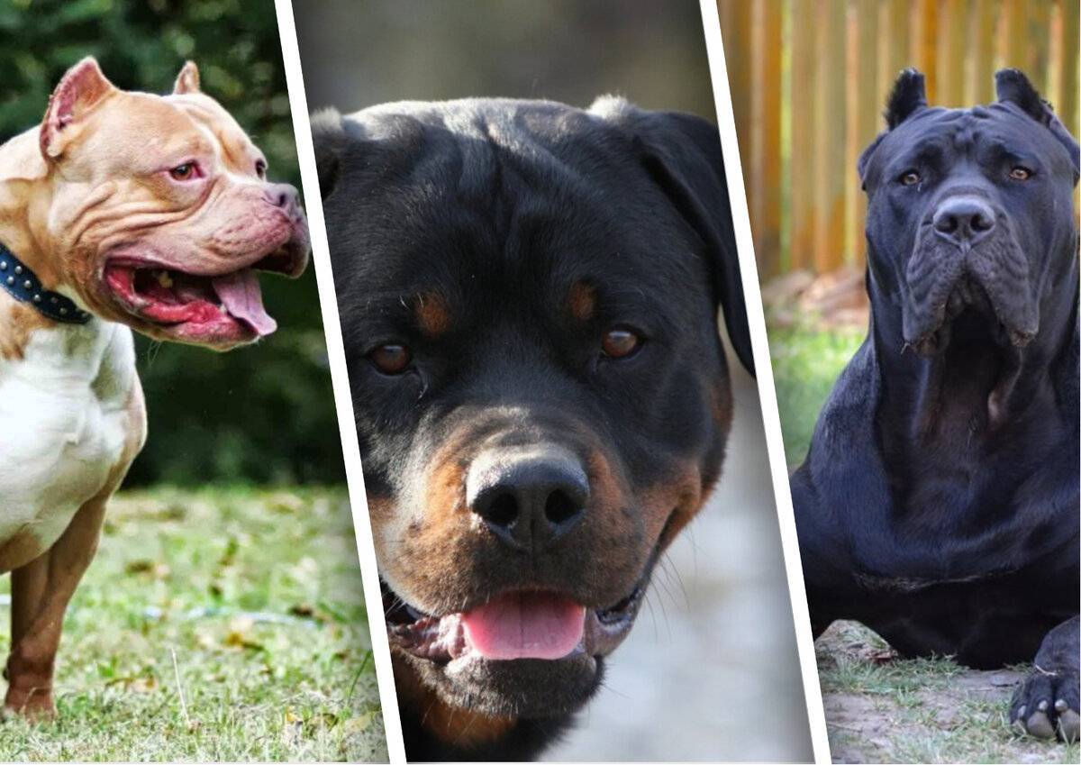 Самые опасные собаки мира. топ-10 самых опасных пород собак для человека :: syl.ru