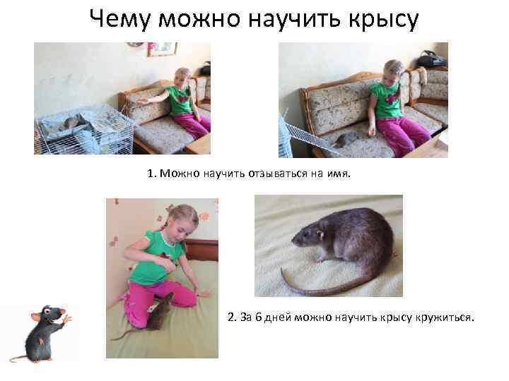 Как дрессировать крысу в домашних условиях: быстрое и правильное обучение грызуна