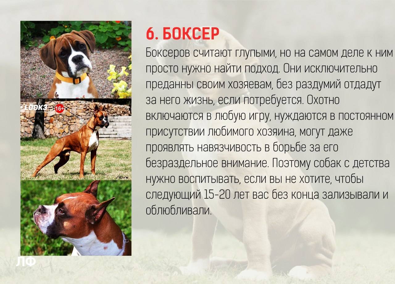 Самые умные породы собак - названия и фото (каталог)