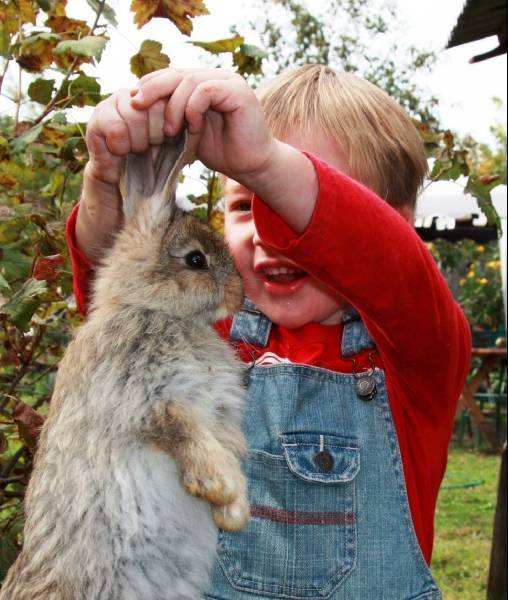 Как правильно и безопасно брать кролика на руки