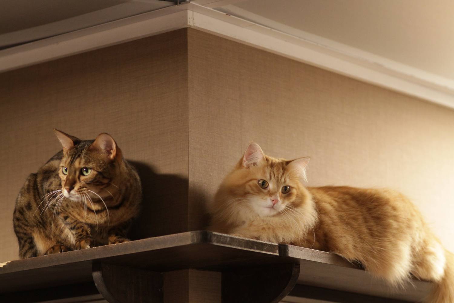 ᐉ лучшая порода кошек для квартиры – какого кота завести? - zoomanji.ru
