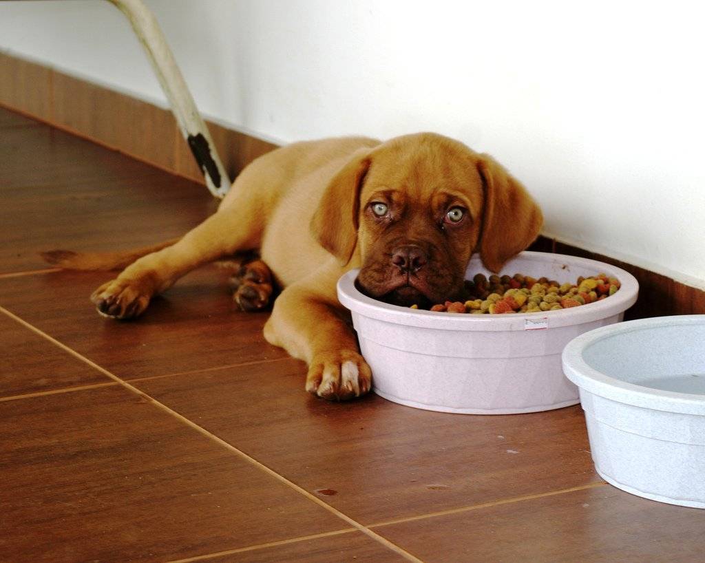 Собака перестала есть сухой корм: что делать?