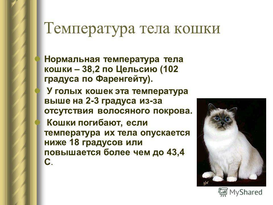Температура тела у кошек и котят | нормы и как померить в домашних условиях