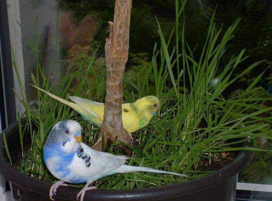 Чем кормить волнистого попугая и корелла в домашних условиях