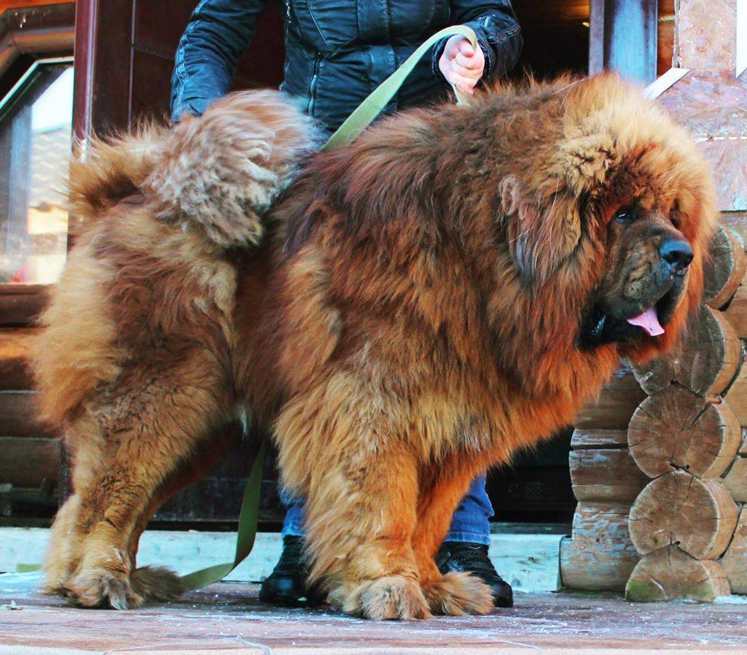 Самая большая собака в мире тибетский мастиф фото