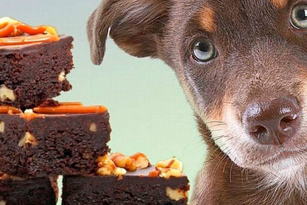 Можно ли собакам сладкое, чем вреден сахар и на что его лучше заменить