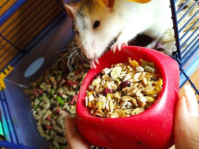 Корм для крыс (24 фото): каким кормом лучше всего их кормить? можно ли кормить крысу сухим кошачьим кормом? из чего сделать корм для крыс своими руками?