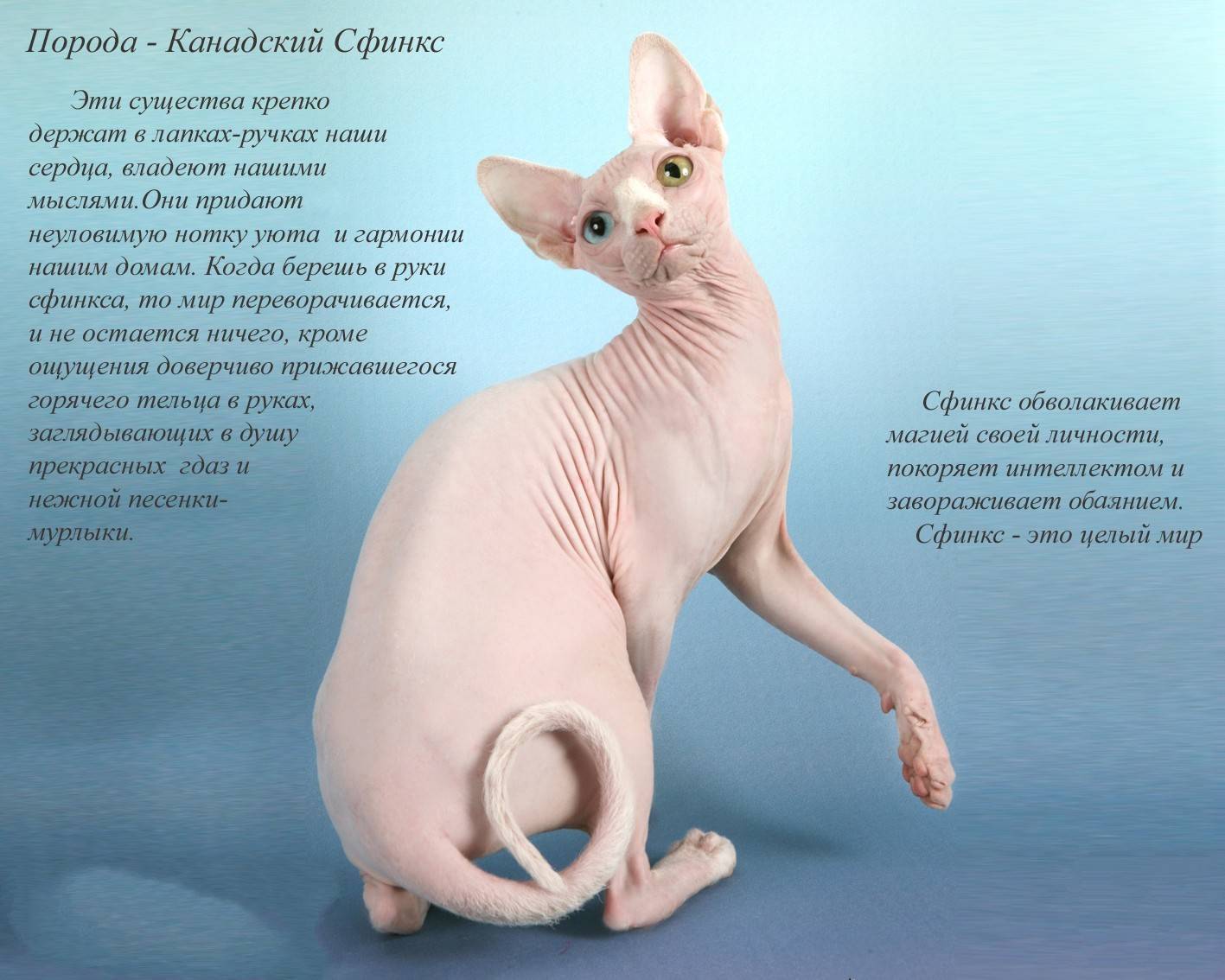 Бамбино кошка, особенности породы, характер и внешний вид