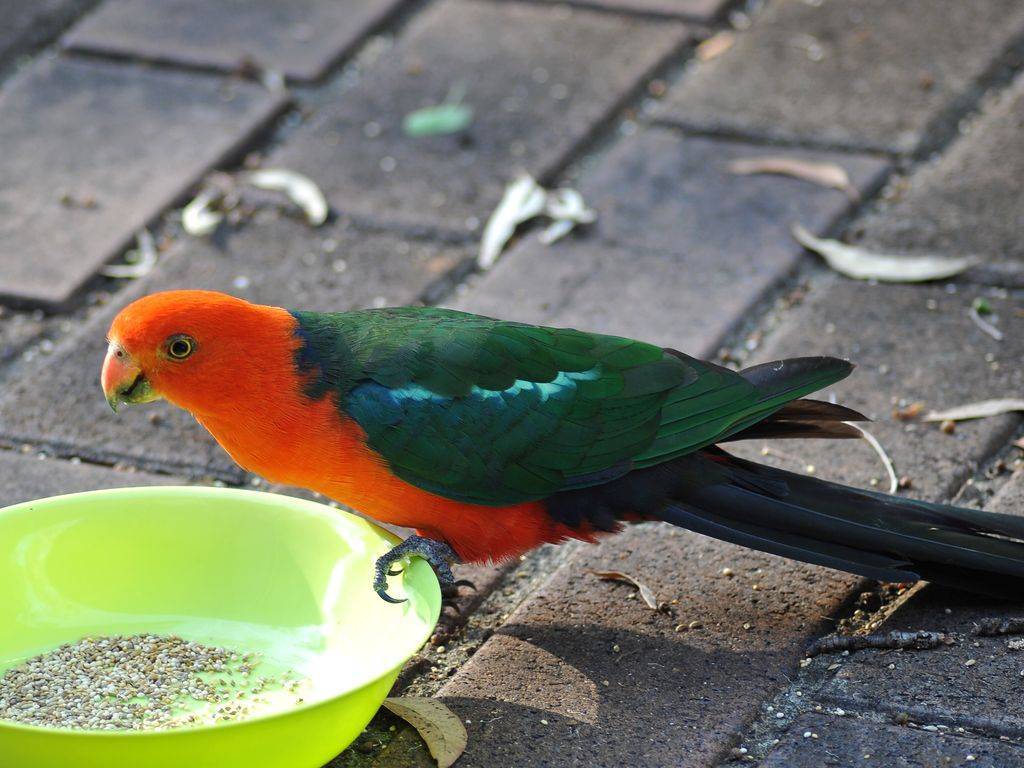 Королевский попугай: особенности вида, уход и содержание