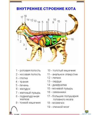 Строение кошки: внутренние органы, анатомия. краткий экскурс в мир кошачьей анатомии наружные органы кошки