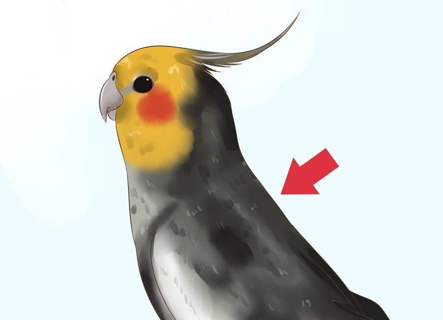 Как определить пол волнистого попугая: 5 способов