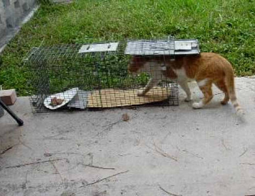 Как поймать кота или кошку: как приучить котенка к новому месту жительства, адаптация