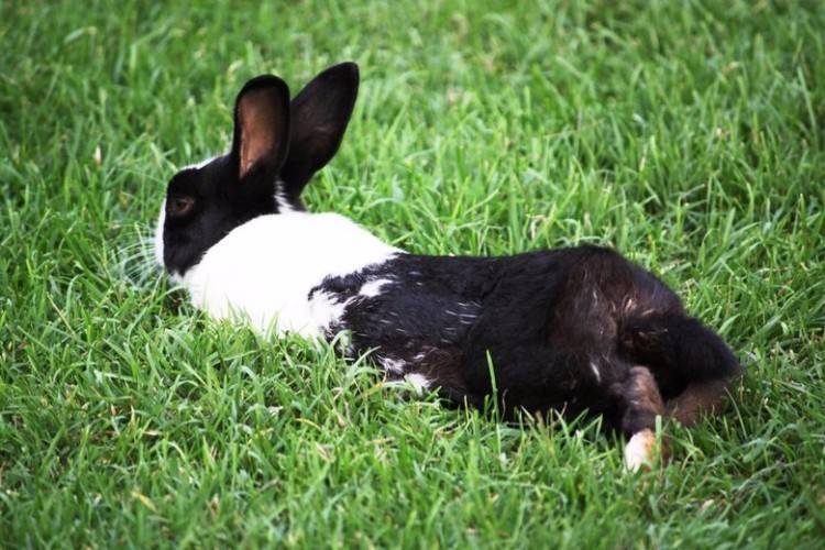 Голландский карликовый кролик: история, содержание и характер породы, фото и отзывы | сайт о домашних животных