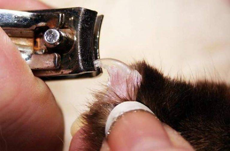 Как подстричь когти кошке - wikihow