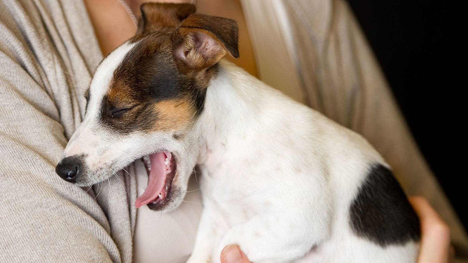 Почему собака хрюкает, хропит носом, как будто подавилась, хрипит и задыхается, часто дышит, как будто чихает, периодически издает хрюкающие звуки