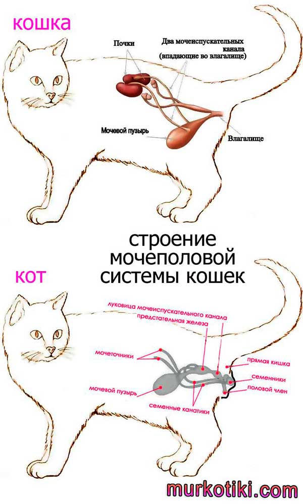 Цистит у кота: симптомы, признаки и  лечение