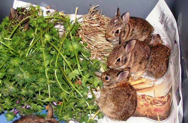 Можно ли давать кроликам помидоры и помидорную ботву: как кормить и в каких количествах