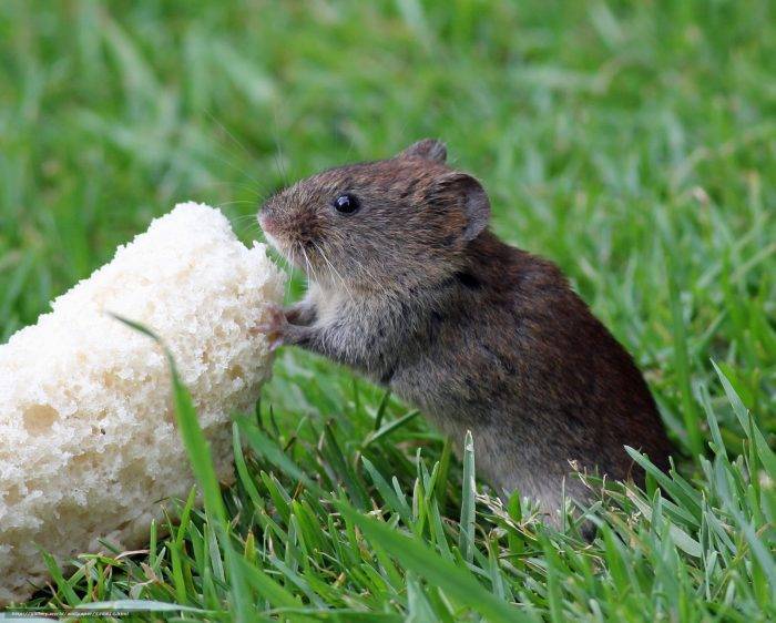 Что едят мышки в природе и в домашних условиях?