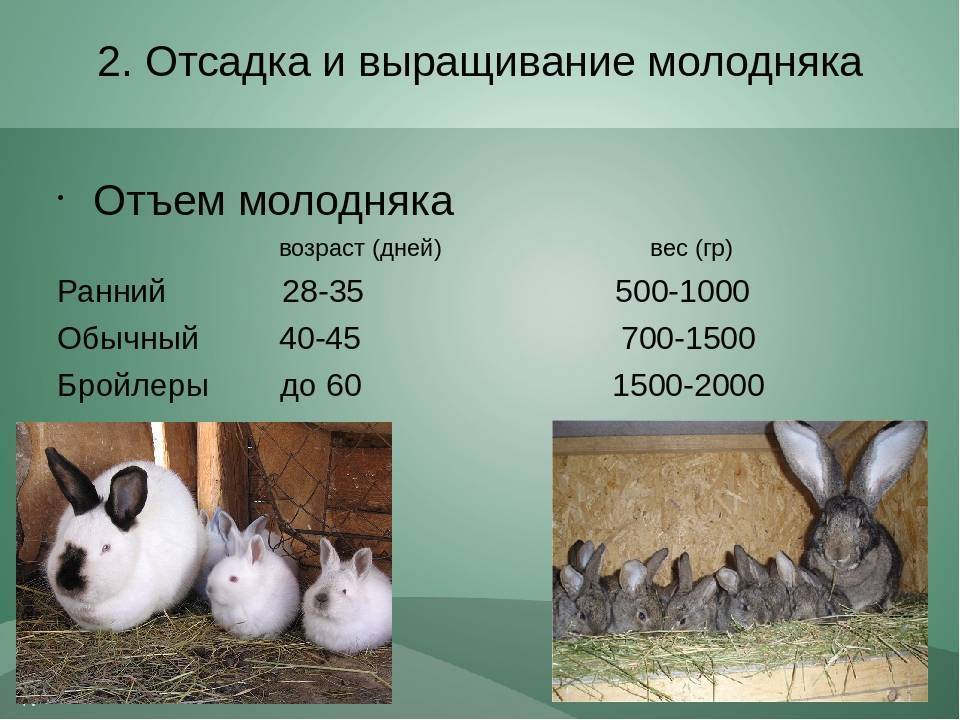Как определить возраст кролика: способы, таблица сравнения по человеческим меркам