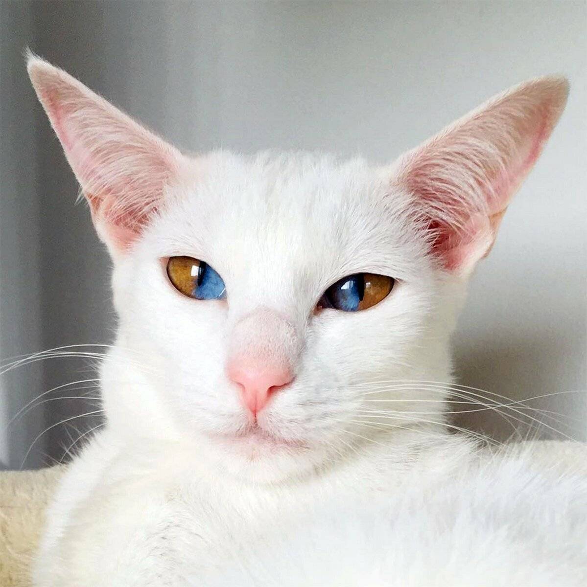Почему у некоторых кошек разные глаза: причина гетерохромии и породы разноглазых котов – белых, черных, разноцветных
