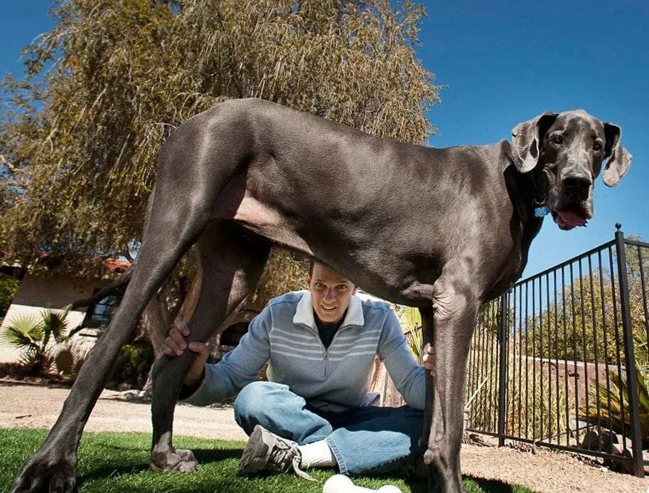 Самая большая собака в мире: рейтинг из 20 крупных пород с фото