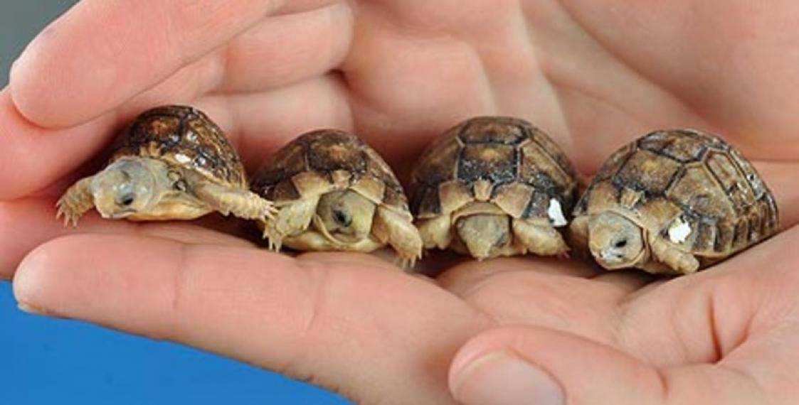 Как размножаются красноухие черепахи в природе и домашних условиях