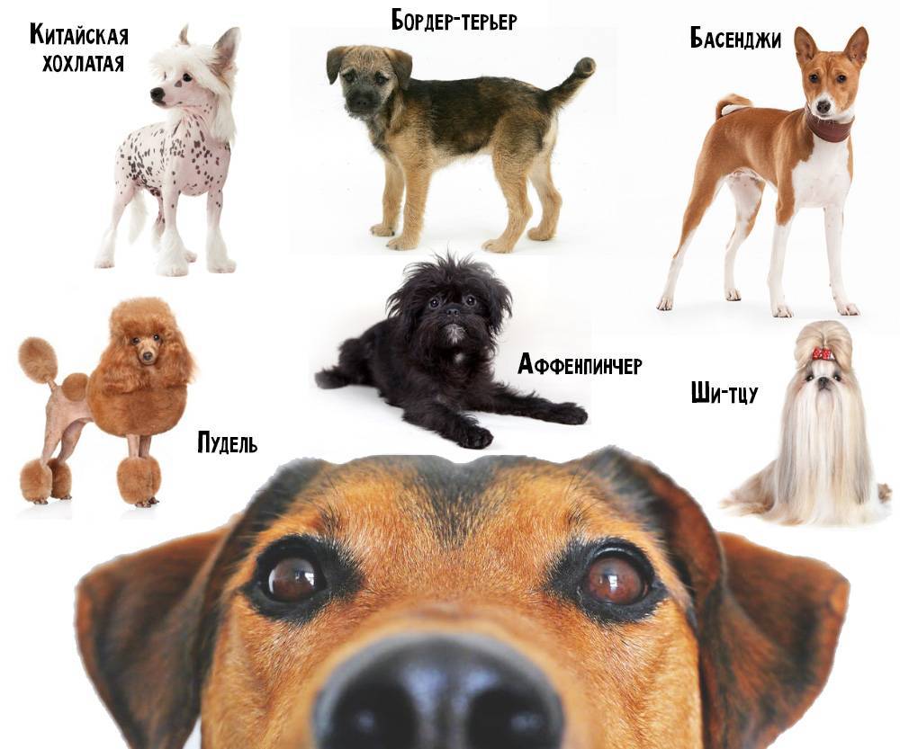 Топ-50 гипоаллергенных пород собак для чувствительных владельцев (полный список)