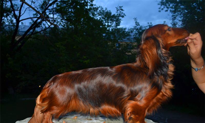 Такса мраморная: как выглядит на фото пятнистая собака и питомец с голубыми глазами, а также как правильно выбрать щенка